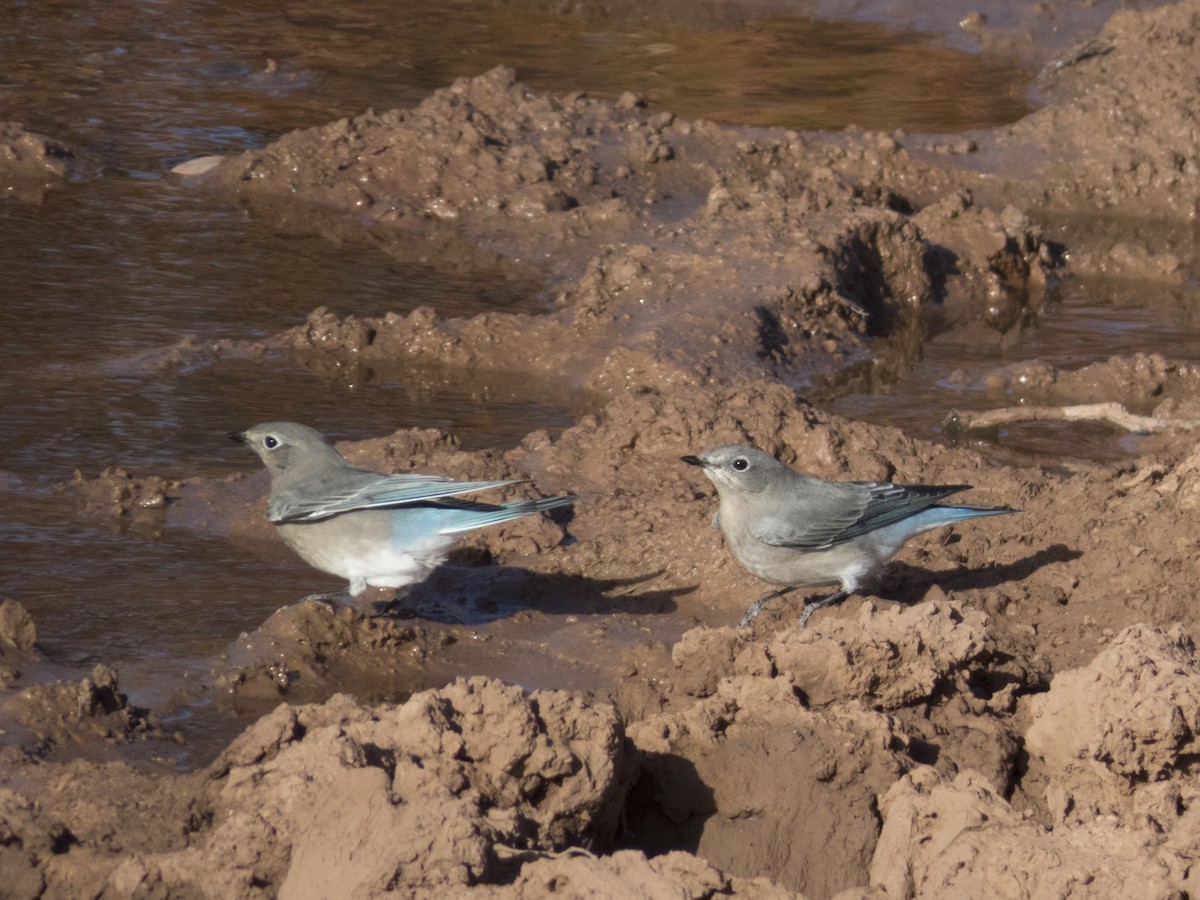 Mountain Bluebird - ML117069241