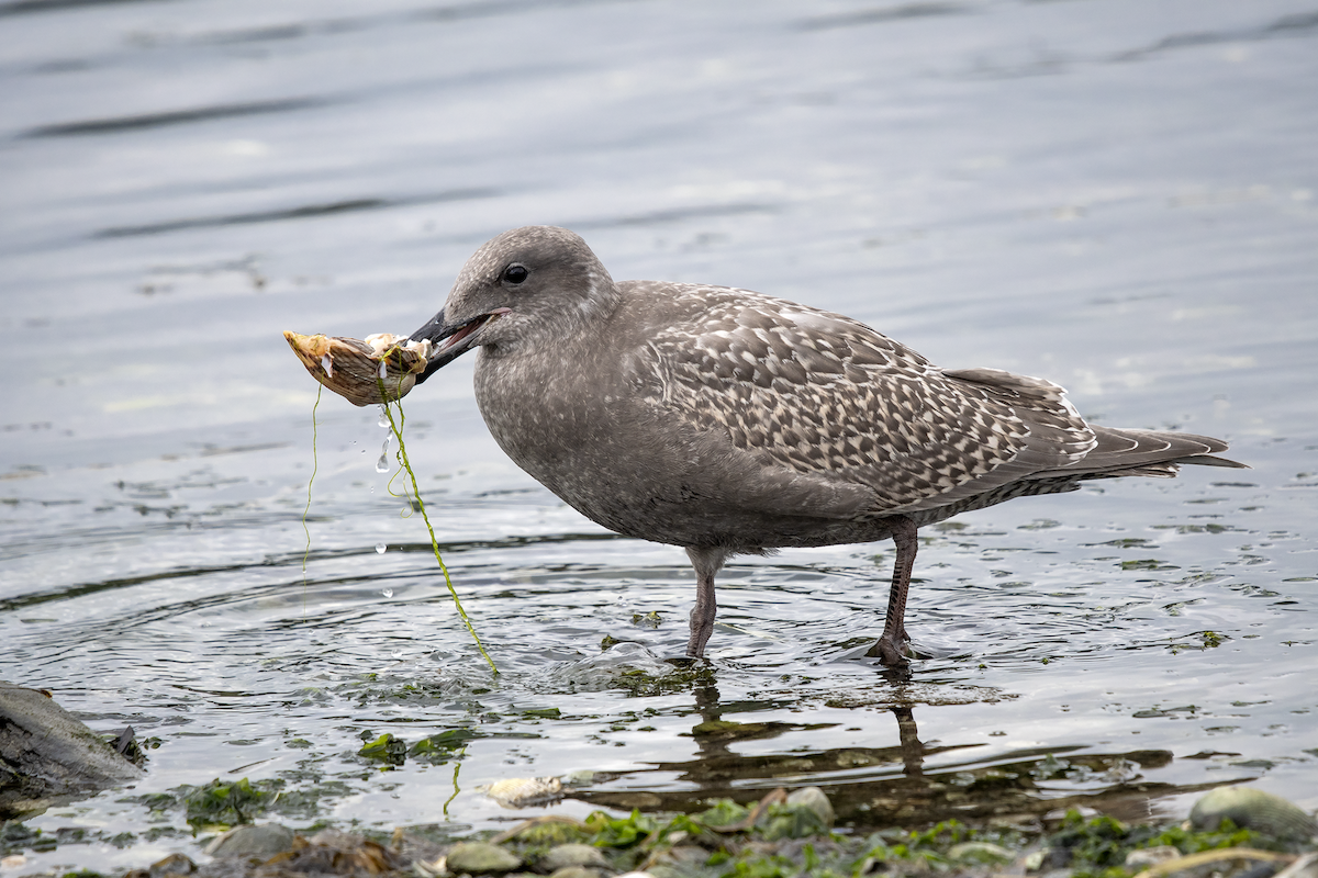 Glaucous-winged Gull - ML117070371