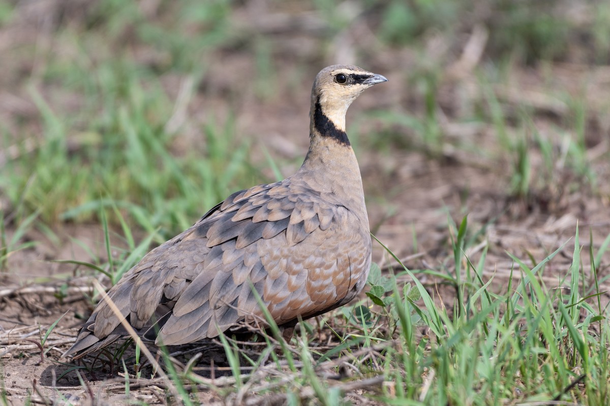 Yellow-throated Sandgrouse - ML117072941