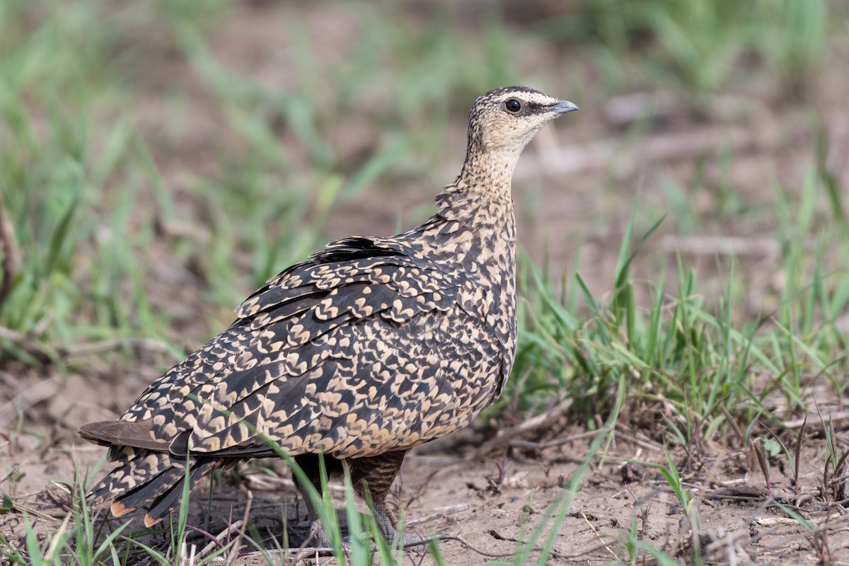 Yellow-throated Sandgrouse - ML117073561