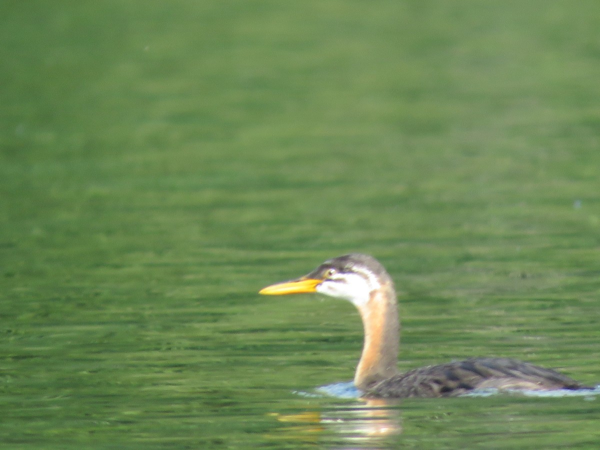 Red-necked Grebe - ML117074341