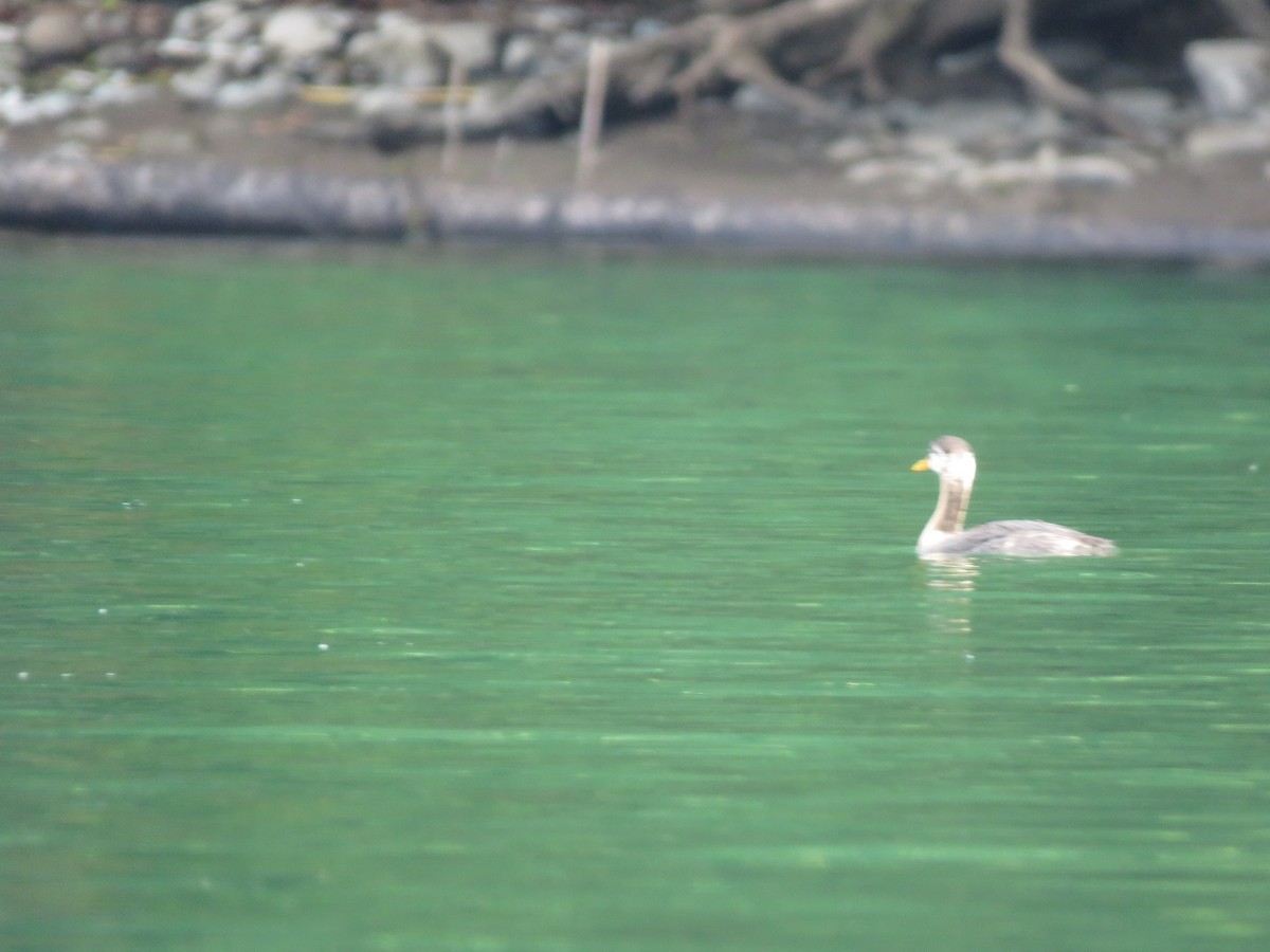 Red-necked Grebe - ML117074371