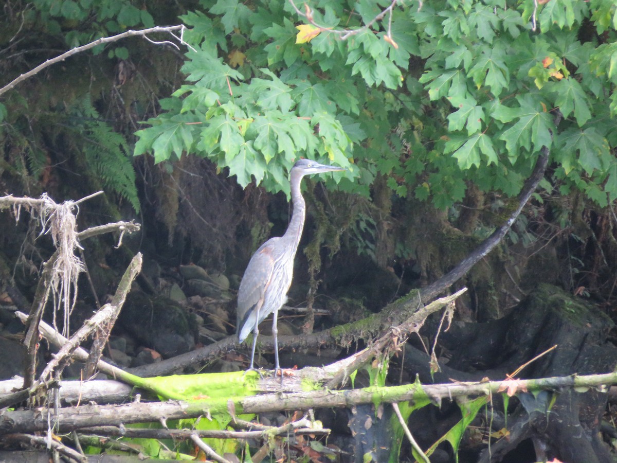 Great Blue Heron - ML117074801