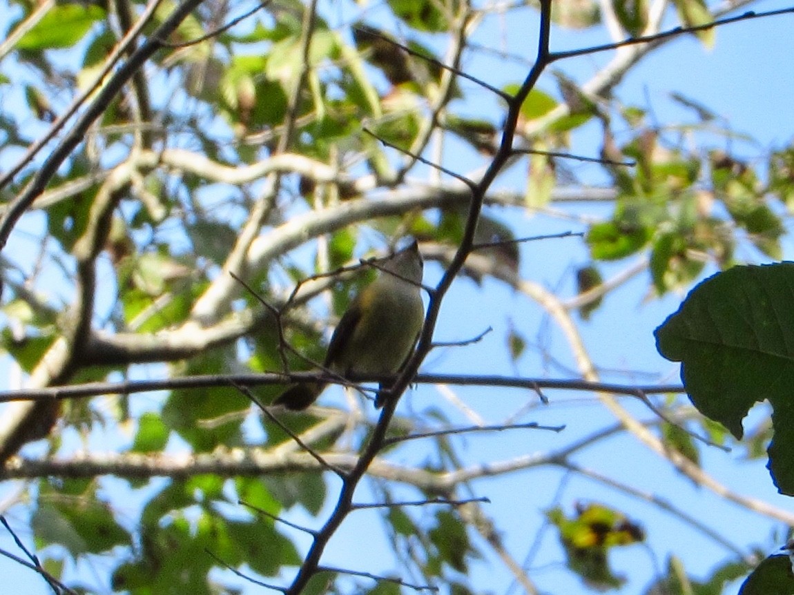 American Redstart - ML117074851