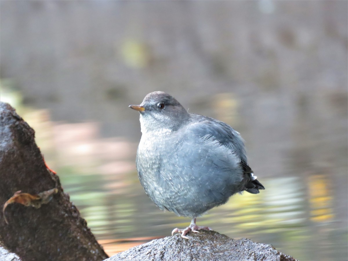 American Dipper - ML117074961
