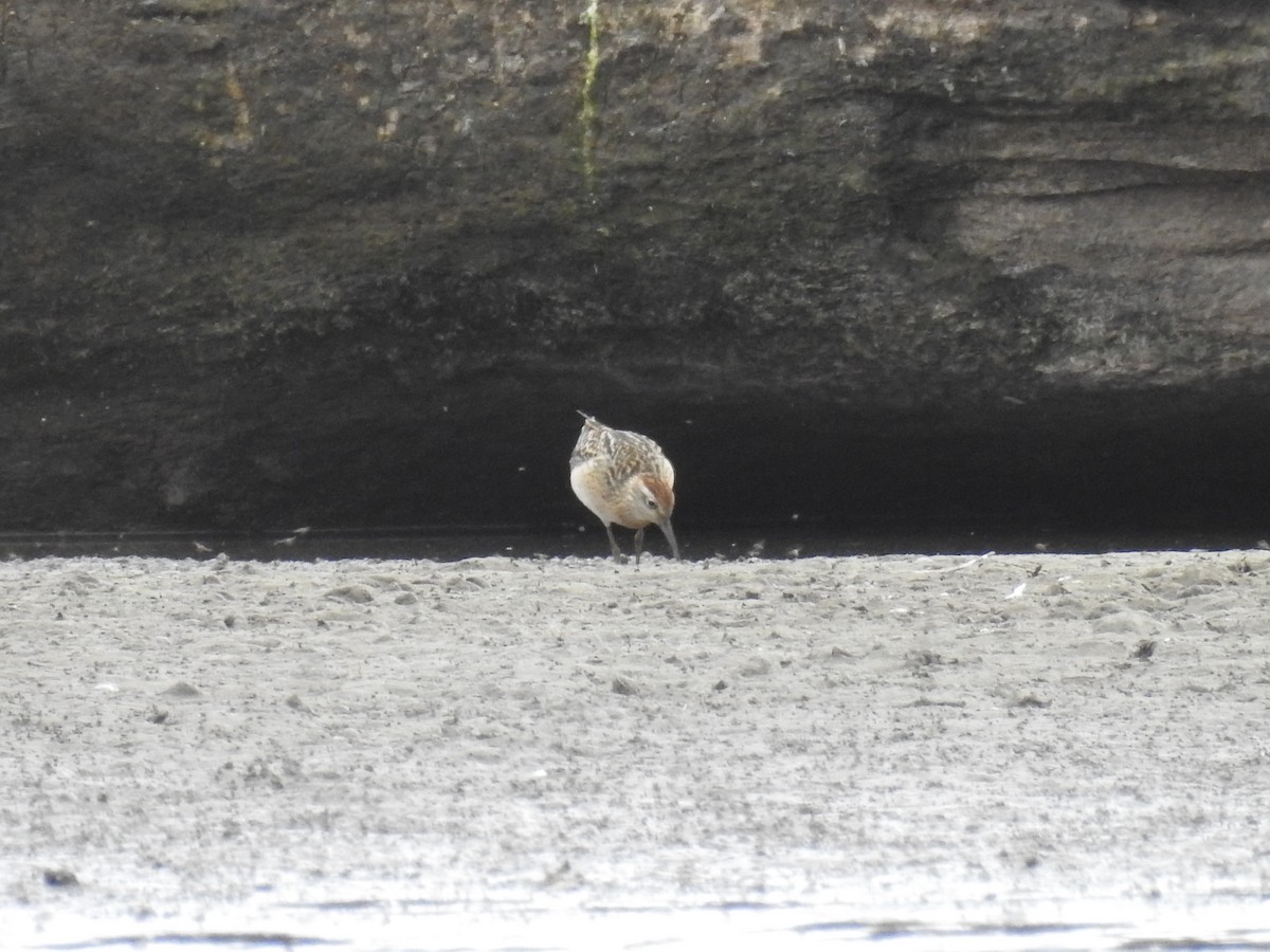 Sharp-tailed Sandpiper - ML117076221