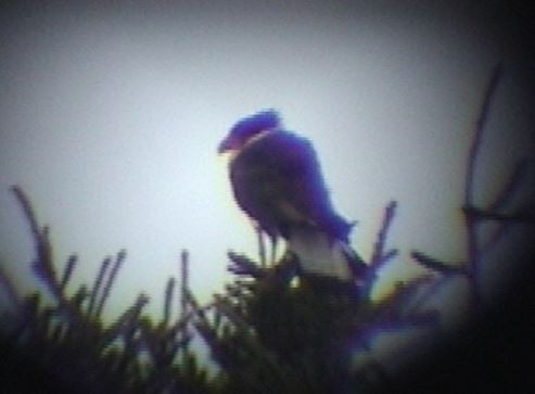 Crested Caracara (Northern) - ML117077281