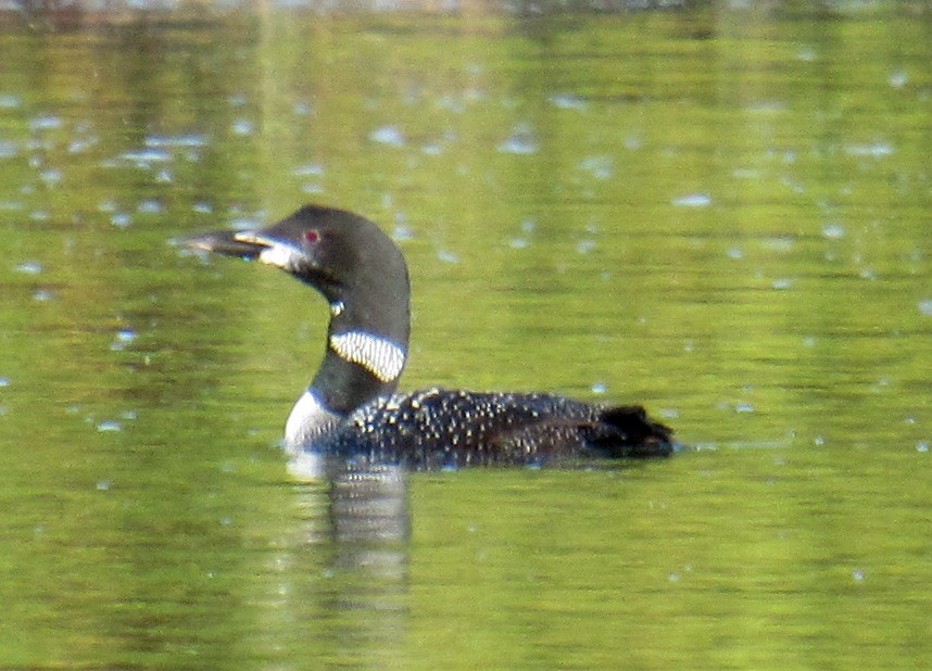 Plongeon huard - ML117077701