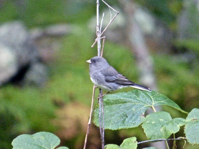 Junco ardoisé (hyemalis/carolinensis) - ML117077731