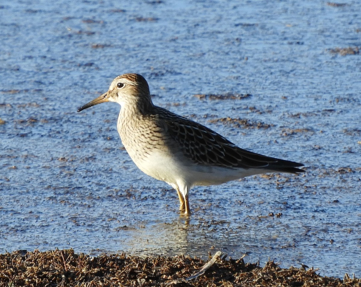 Pectoral Sandpiper - ML117078881