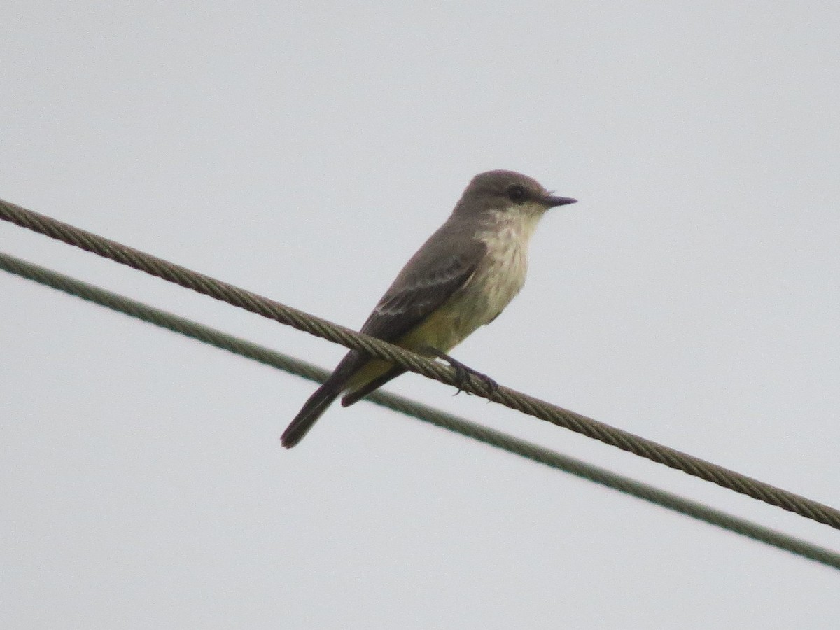 Vermilion Flycatcher - ML117078981