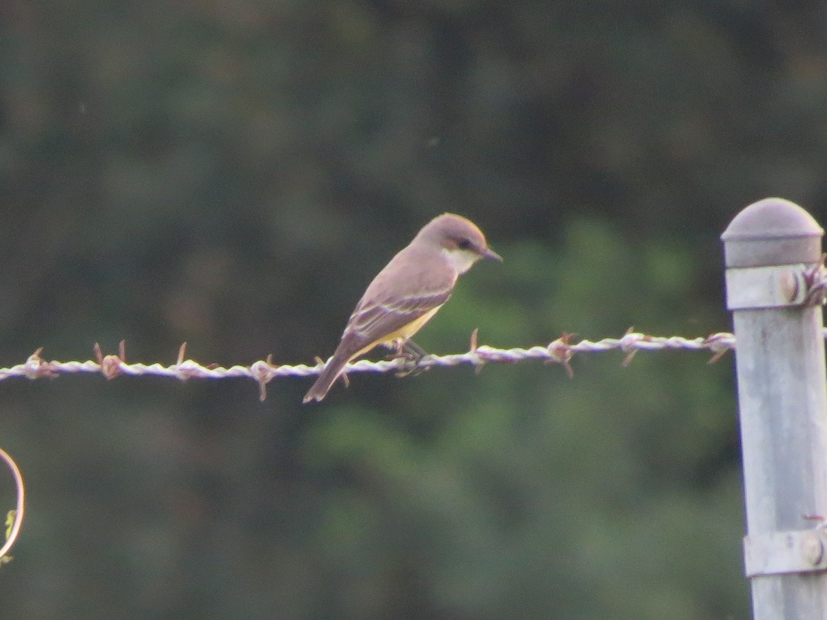 Vermilion Flycatcher - ML117079051