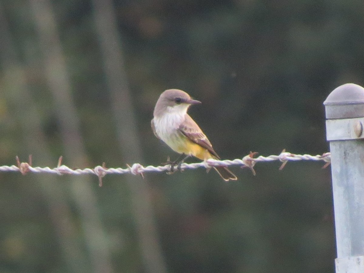 Vermilion Flycatcher - ML117079111