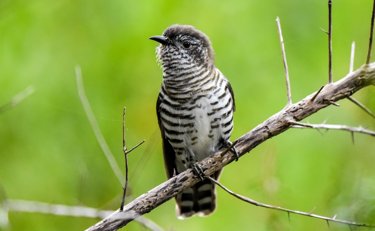 Shining Bronze-Cuckoo - Bruce Wedderburn