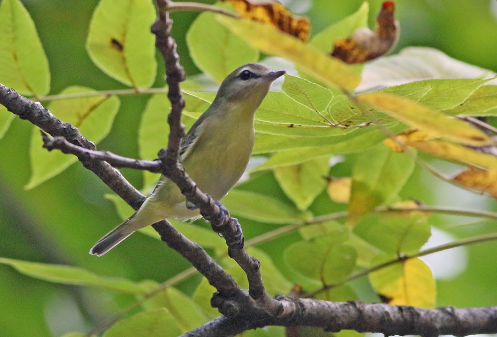 Philadelphia Vireo - ML117088521