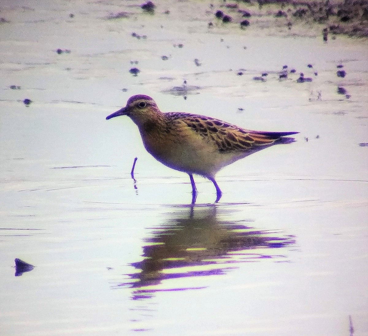 Sharp-tailed Sandpiper - ML117089201