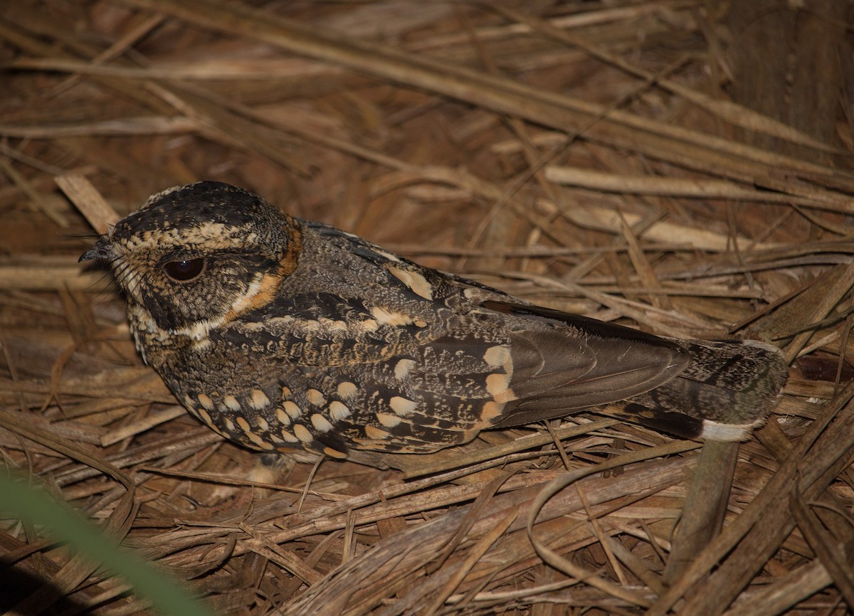 Spot-tailed Nightjar - ML117090021