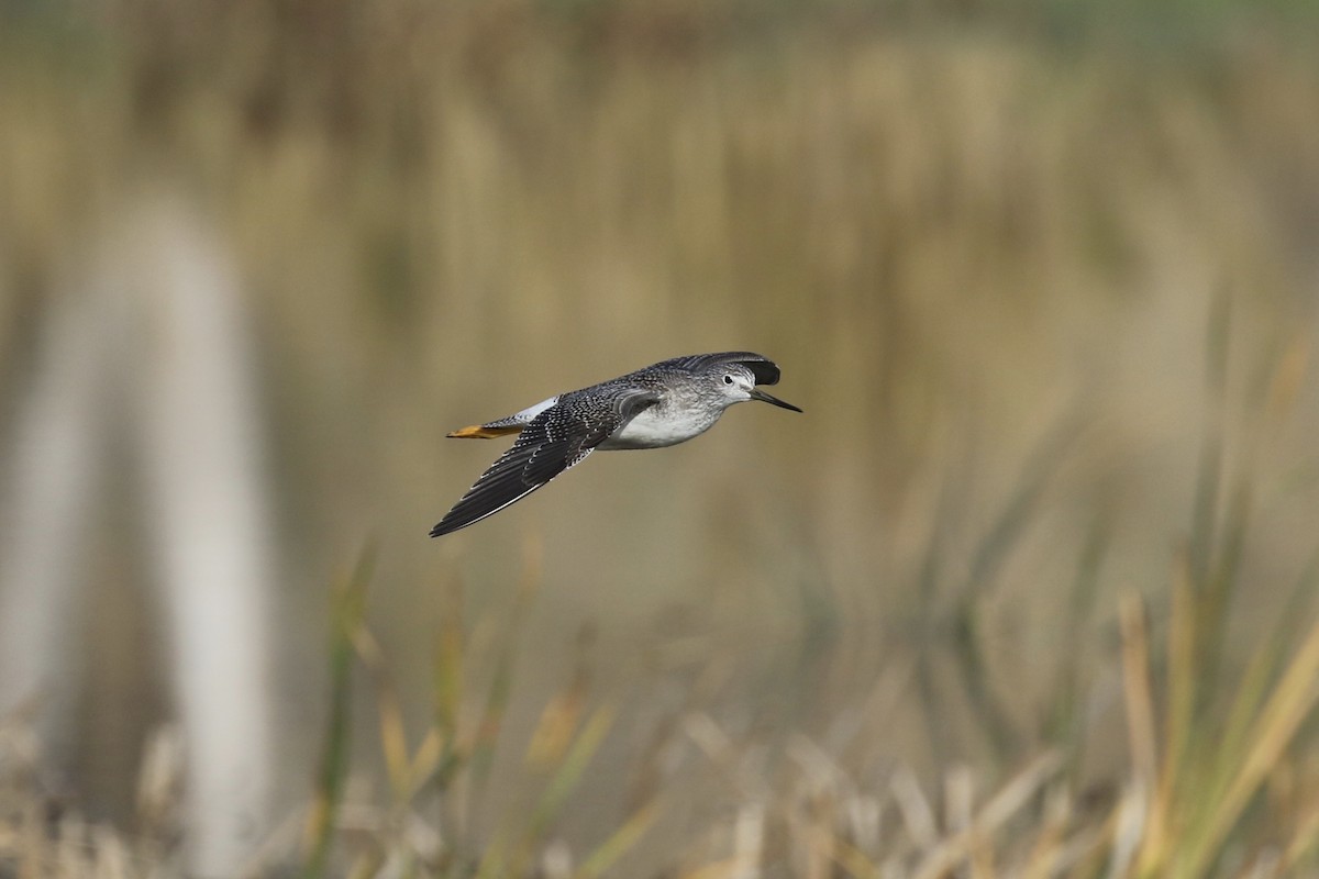 Greater Yellowlegs - ML117091151