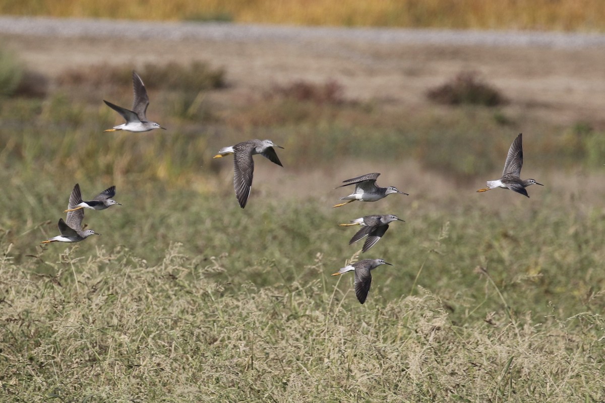 Greater Yellowlegs - ML117091191