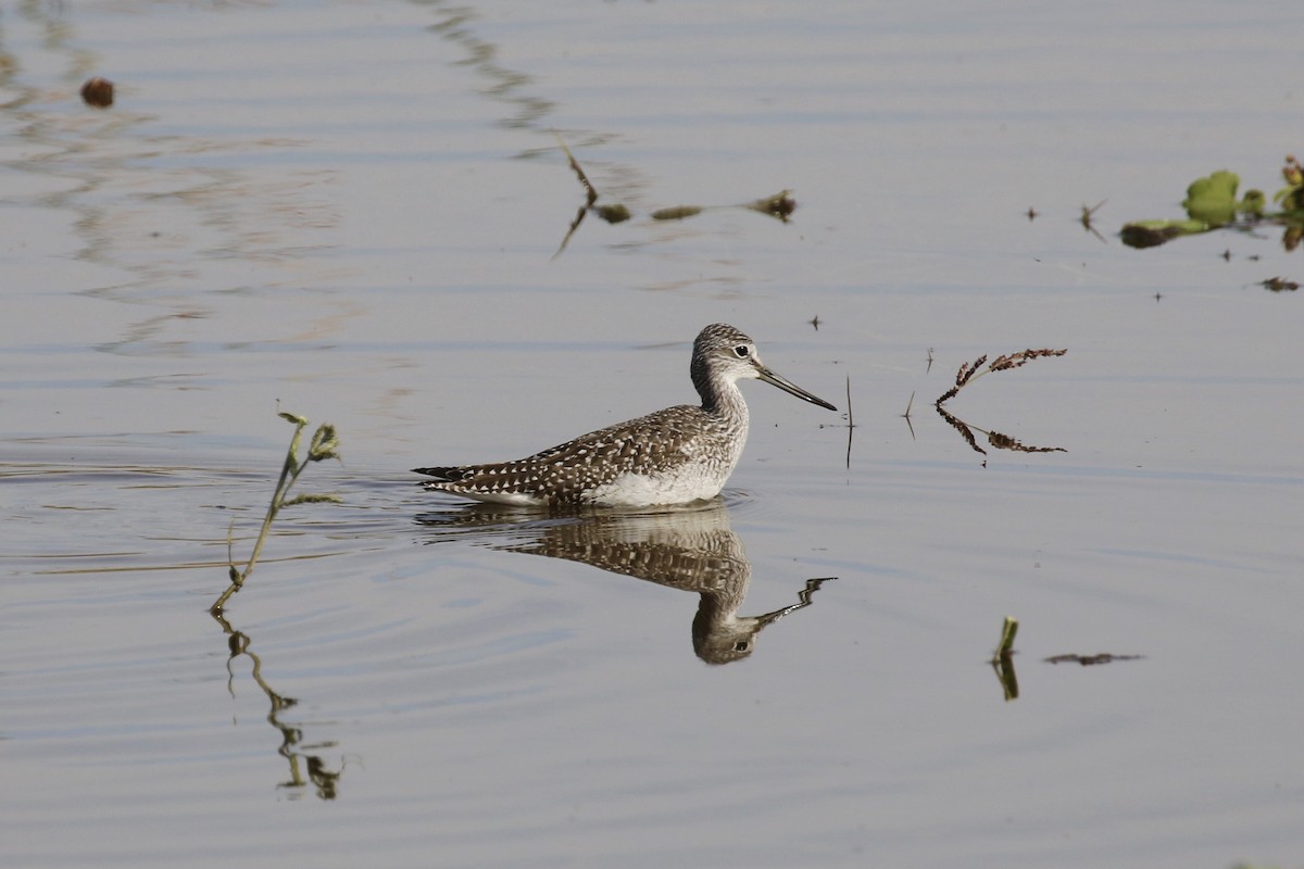 Greater Yellowlegs - ML117091381