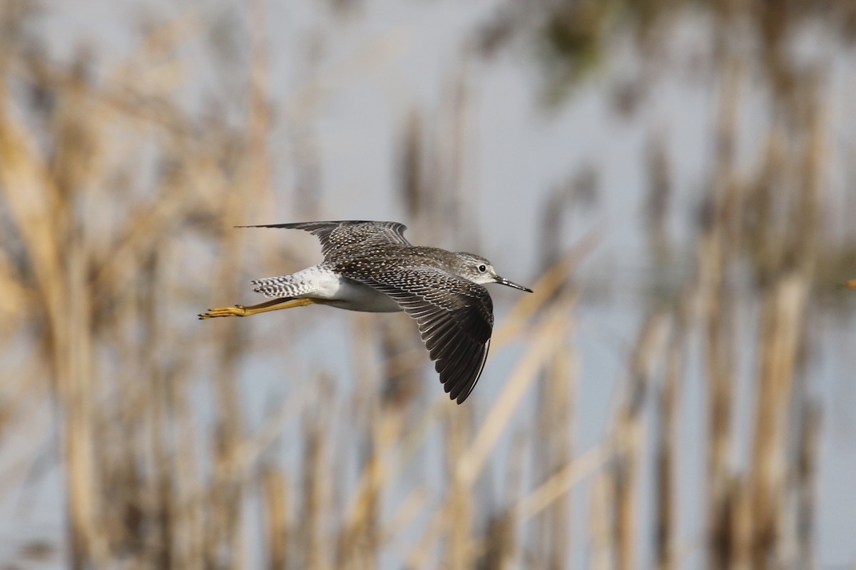 Lesser Yellowlegs - ML117091501