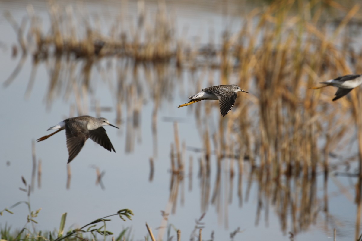 Lesser Yellowlegs - ML117091931