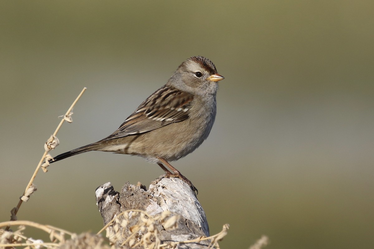 White-crowned Sparrow - ML117092991