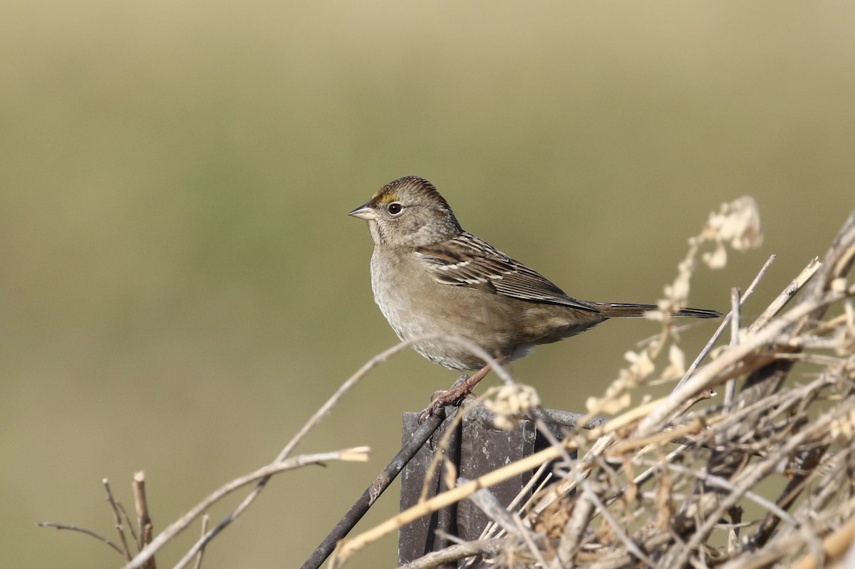 Golden-crowned Sparrow - ML117093061