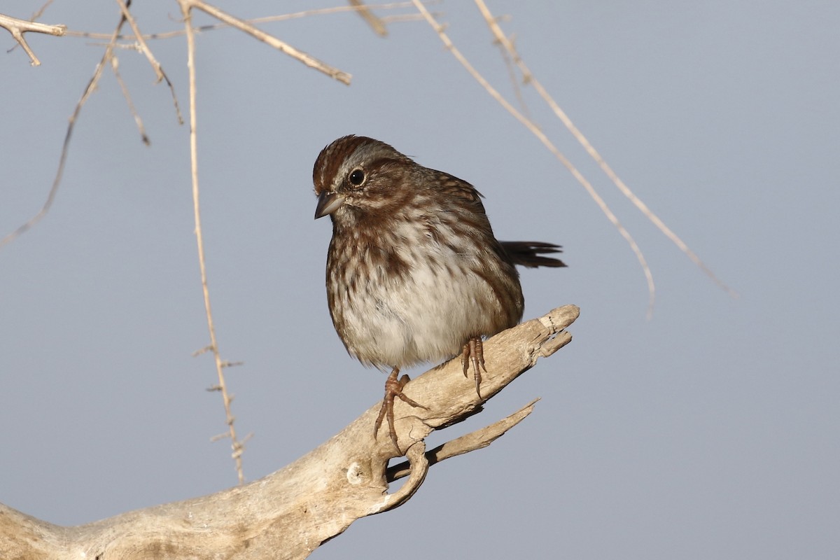 Song Sparrow - ML117093411