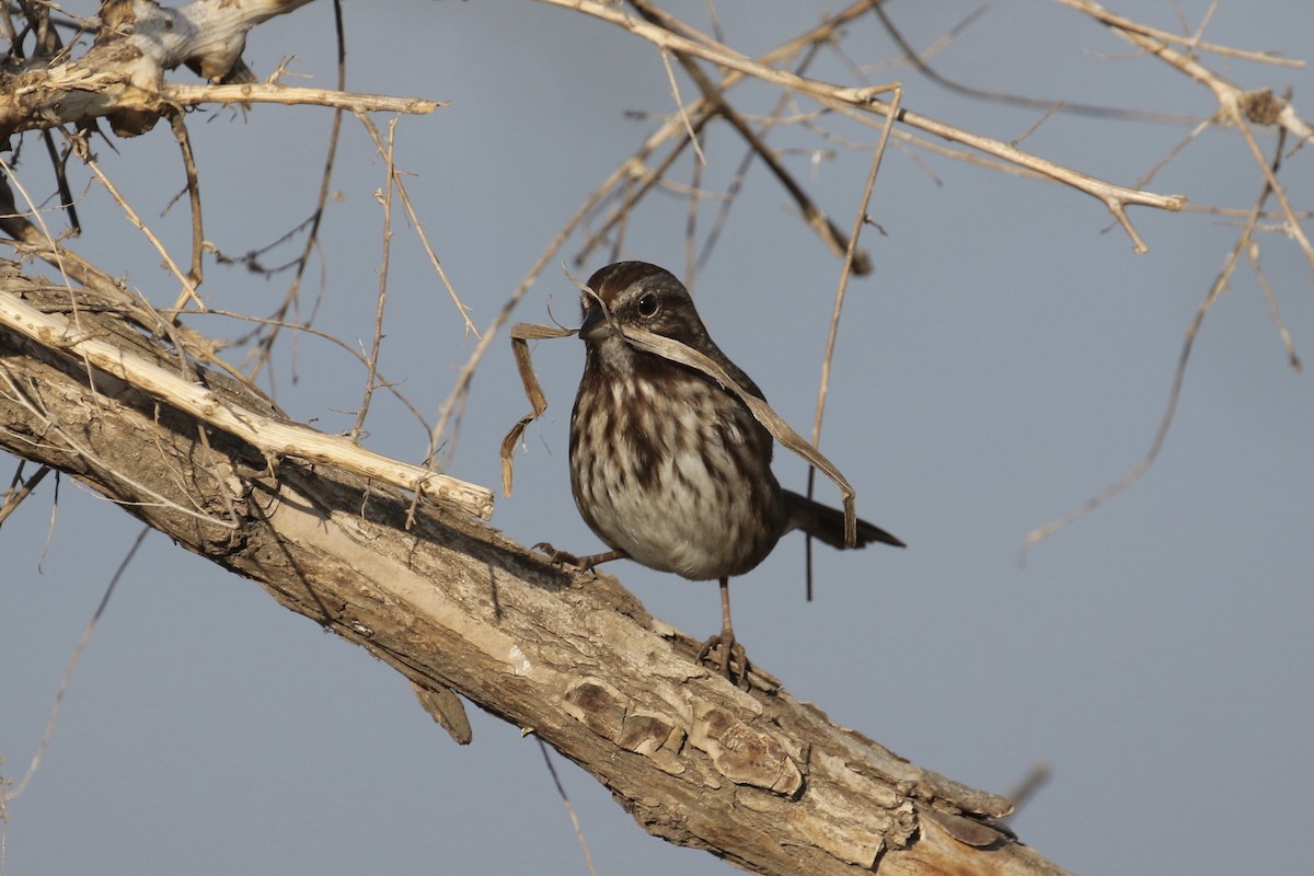 Song Sparrow - ML117093471