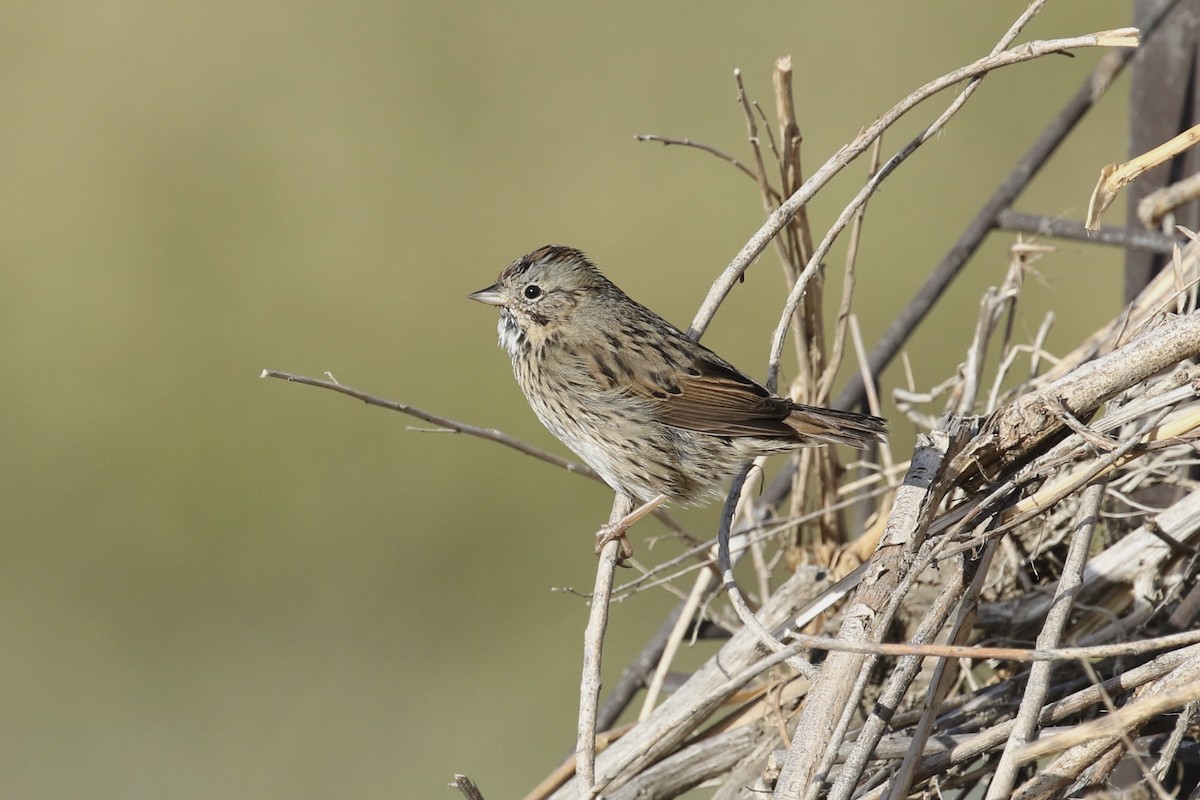 Lincoln's Sparrow - ML117093731