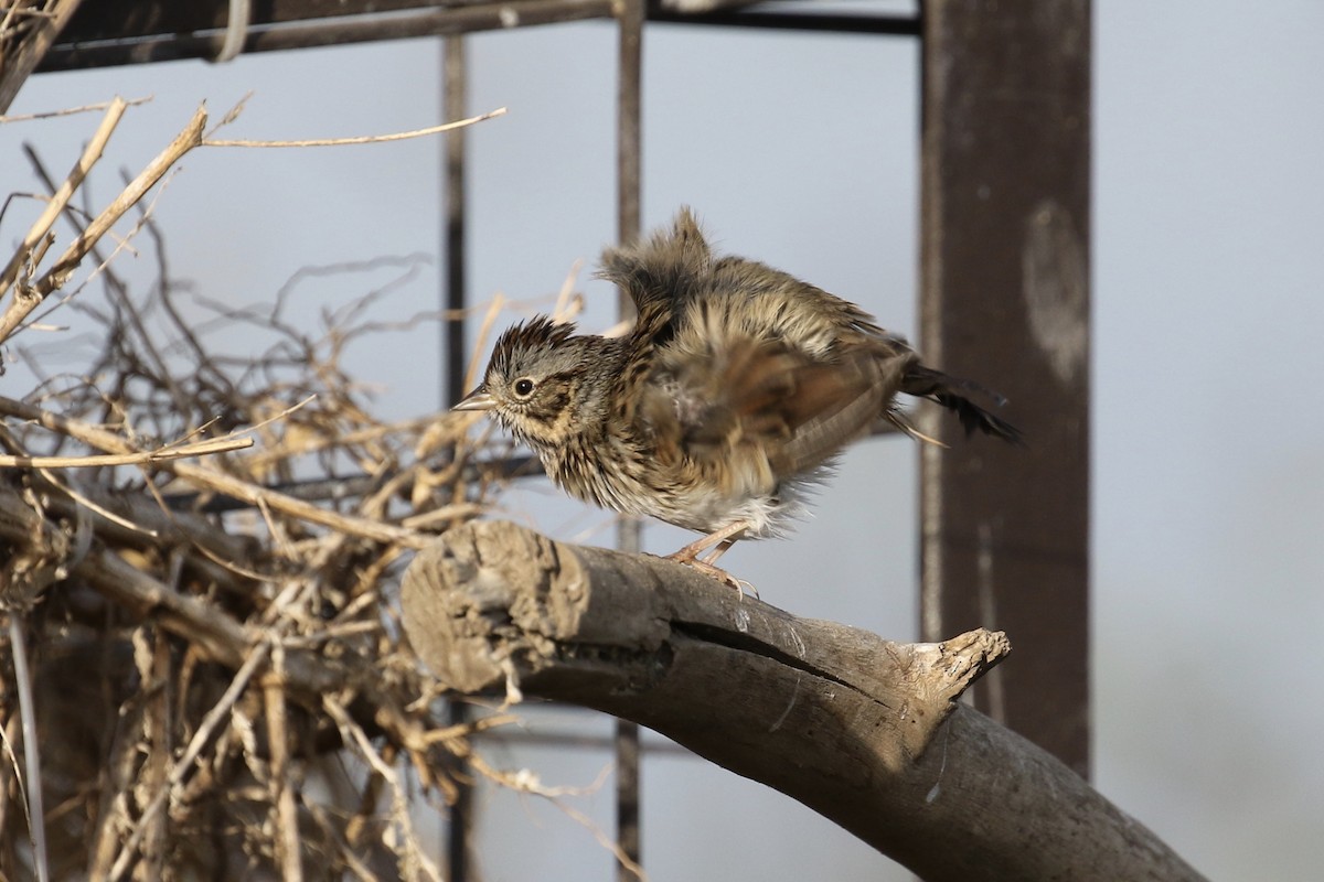 Lincoln's Sparrow - ML117093751