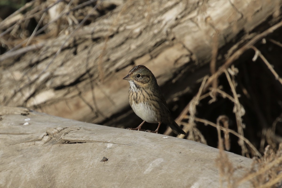 Lincoln's Sparrow - ML117093911