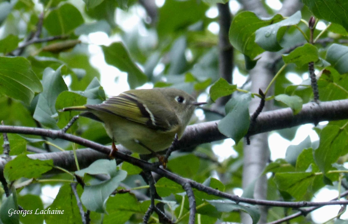 Ruby-crowned Kinglet - Georges Lachaîne