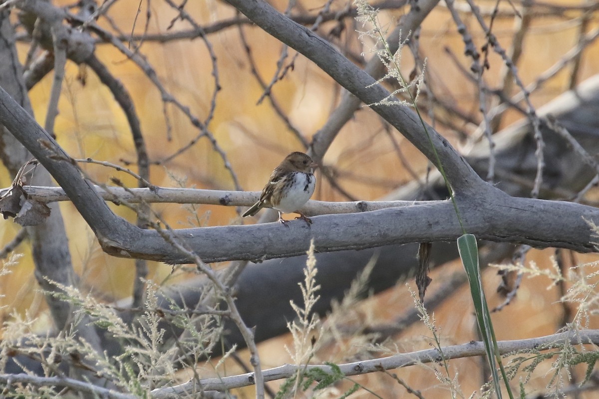 Harris's Sparrow - ML117094751