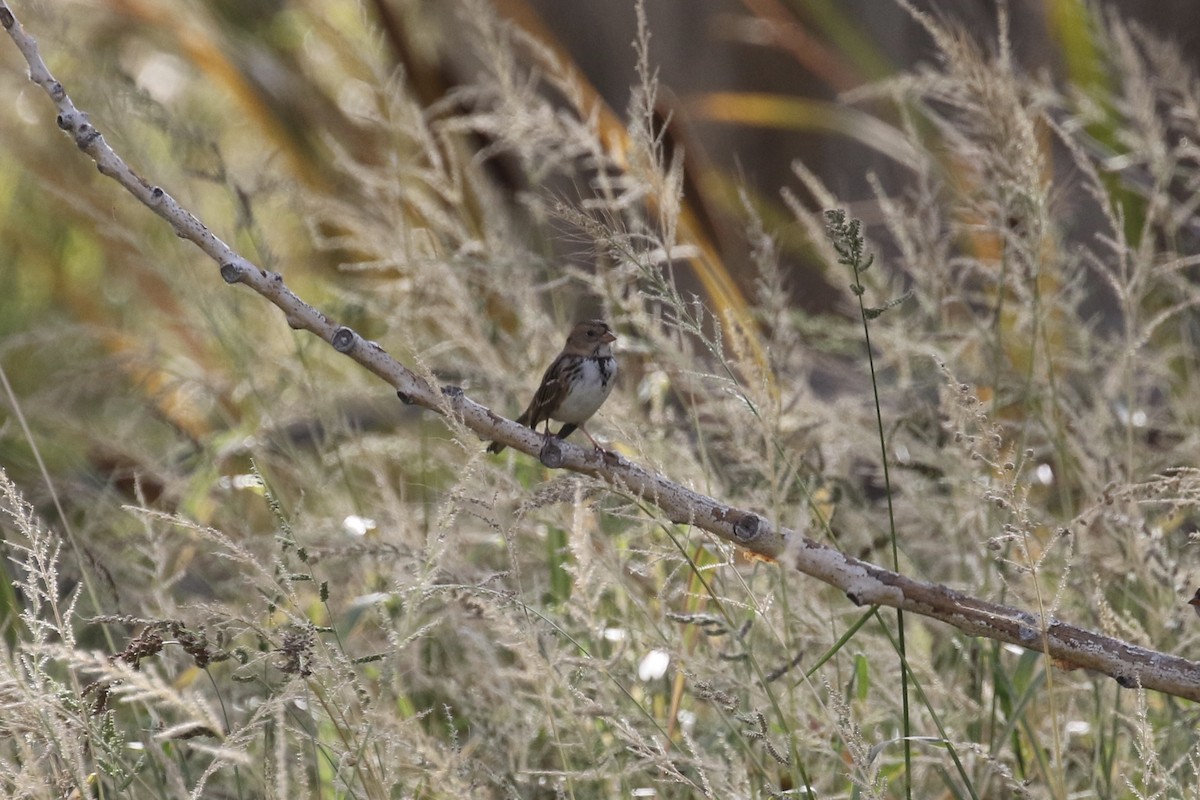 Harris's Sparrow - ML117094831