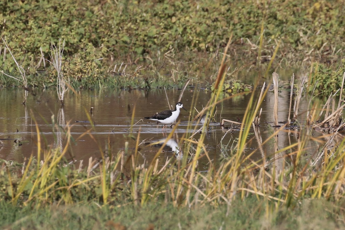 Black-necked Stilt - ML117096031