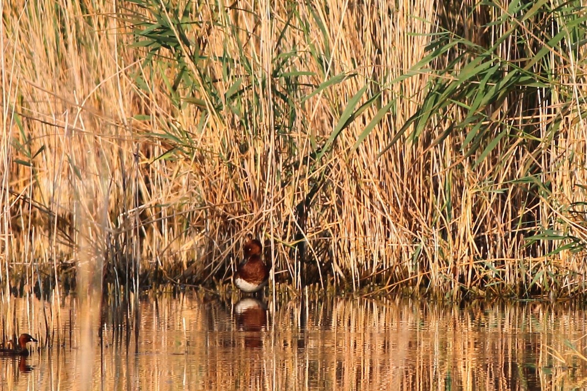 Ferruginous Duck - ML117101571