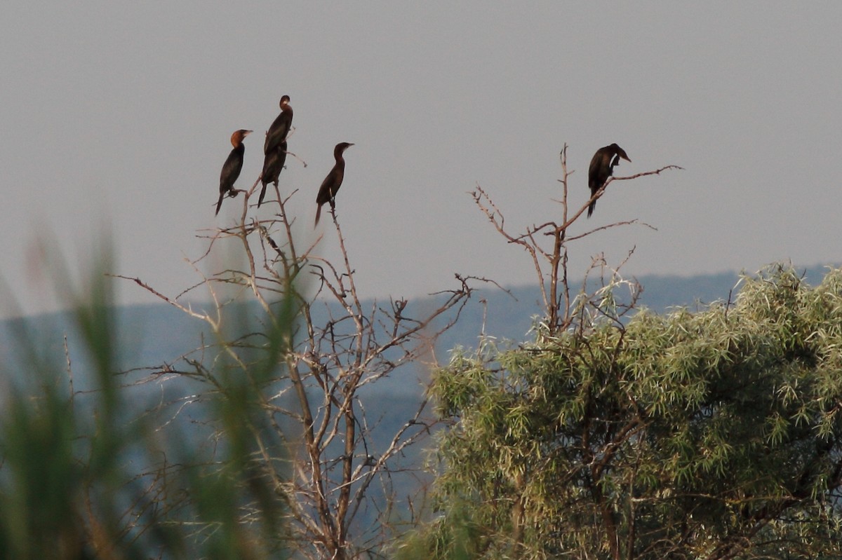 Cormoran pygmée - ML117101701