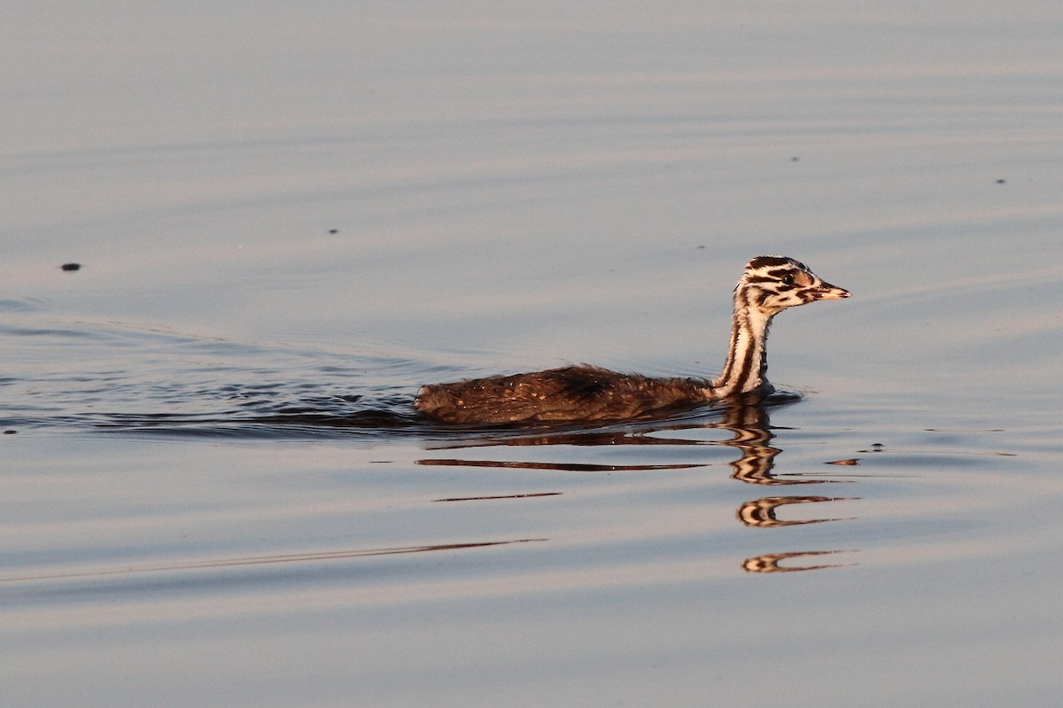 Great Crested Grebe - ML117102101