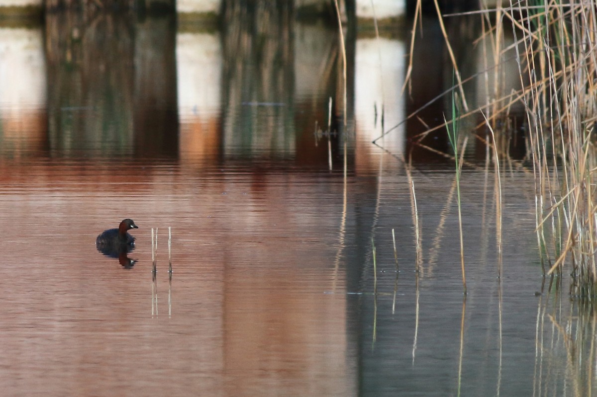 Little Grebe - ML117102371