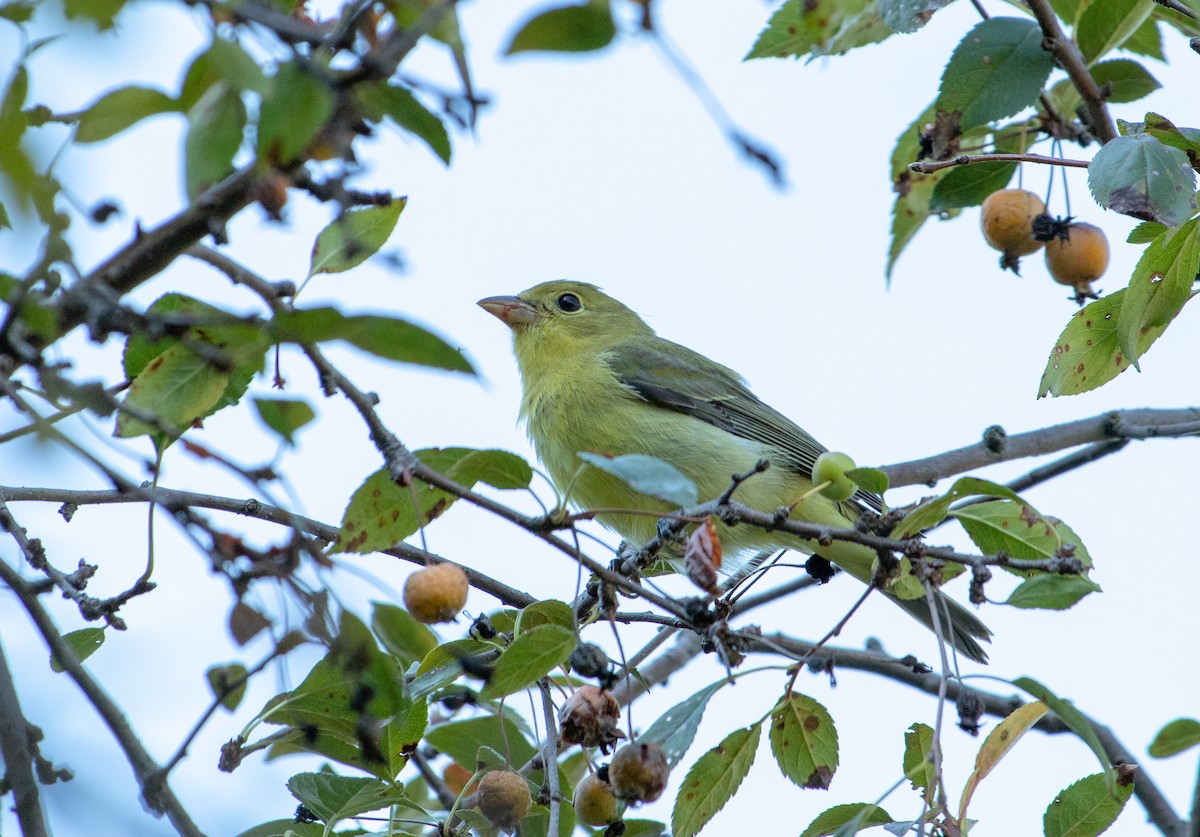 Scarlet Tanager - ML117102511