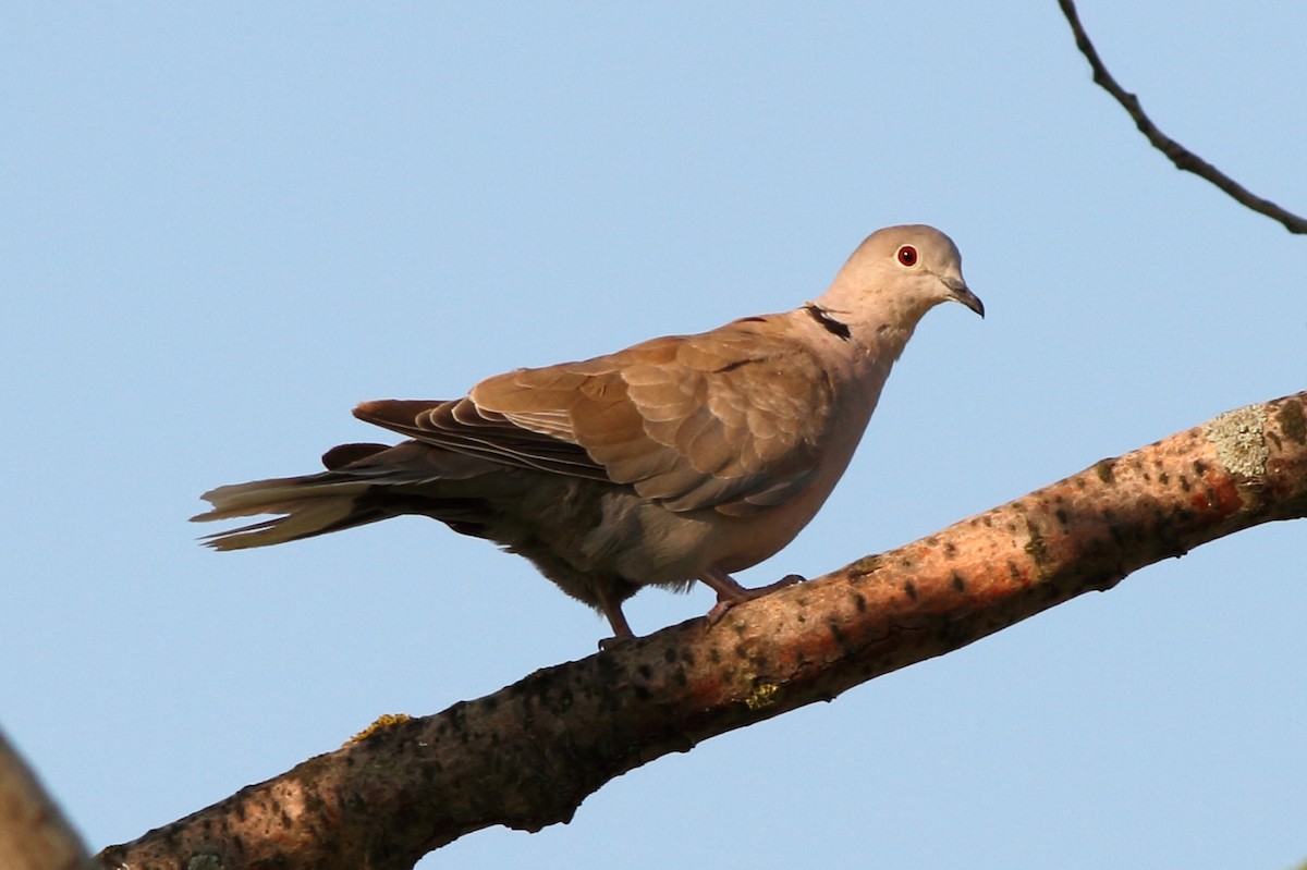 Eurasian Collared-Dove - ML117102881