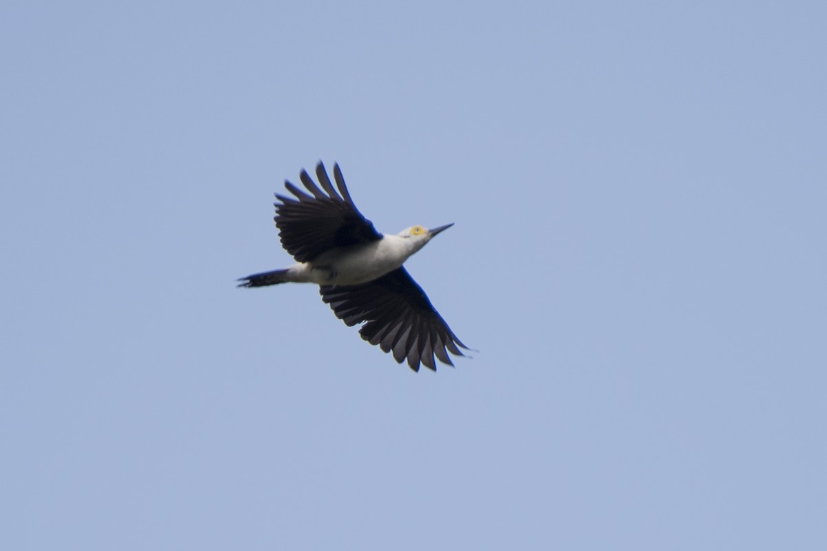 White Woodpecker - ML117102901