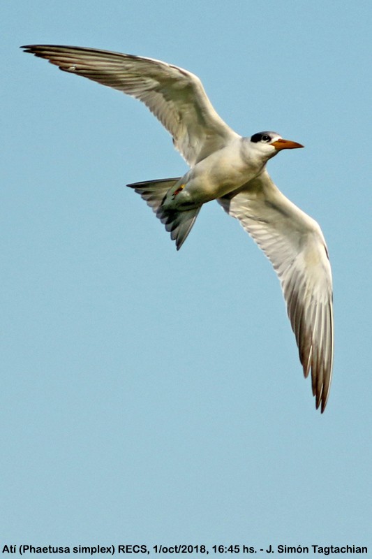 Large-billed Tern - ML117103101