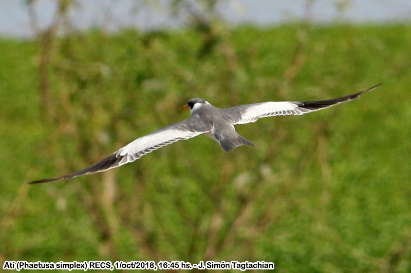 Large-billed Tern - ML117103121