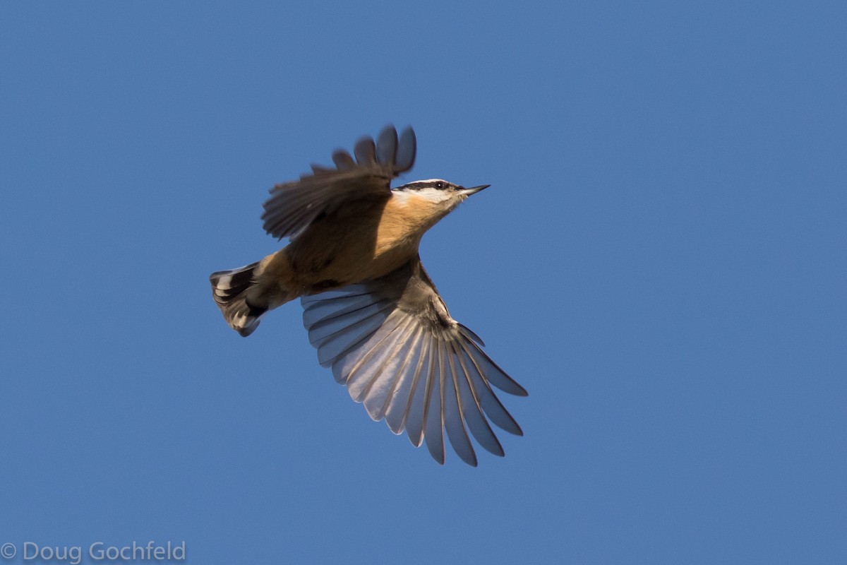 Red-breasted Nuthatch - Doug Gochfeld