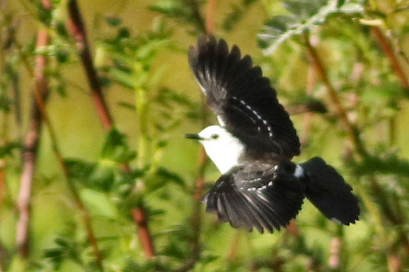 Black-backed Water-Tyrant - ML117104091