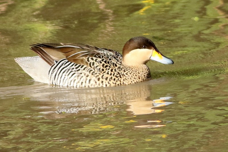 Cerceta Capuchina - ML117104171