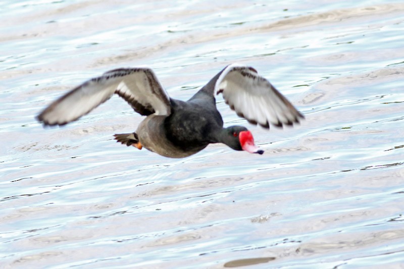 Rosy-billed Pochard - ML117104231